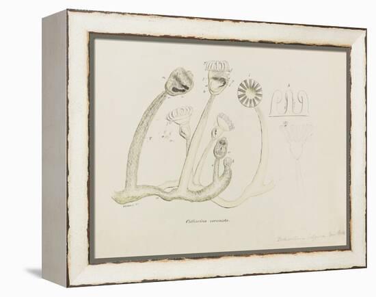 Pedicellina Belgica-Philip Henry Gosse-Framed Premier Image Canvas