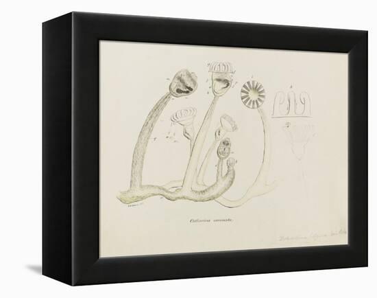 Pedicellina Belgica-Philip Henry Gosse-Framed Premier Image Canvas