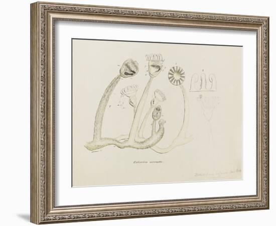 Pedicellina Belgica-Philip Henry Gosse-Framed Giclee Print