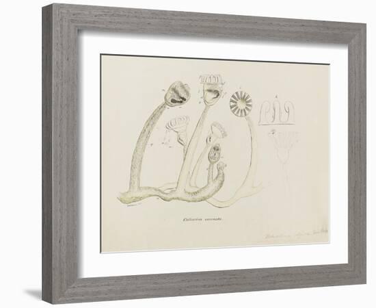 Pedicellina Belgica-Philip Henry Gosse-Framed Giclee Print