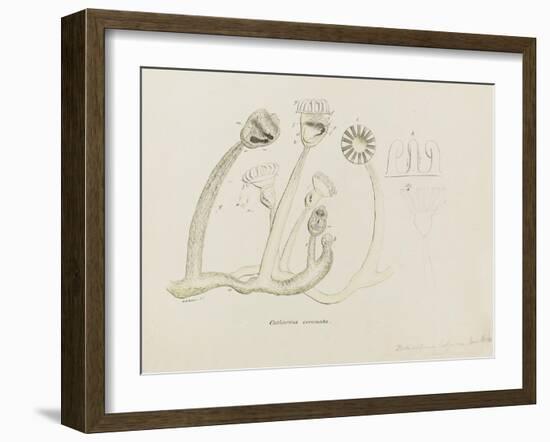 Pedicellina Belgica-Philip Henry Gosse-Framed Giclee Print