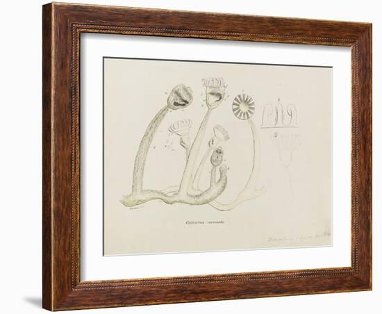 Pedicellina Belgica-Philip Henry Gosse-Framed Giclee Print