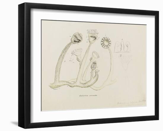 Pedicellina Belgica-Philip Henry Gosse-Framed Giclee Print