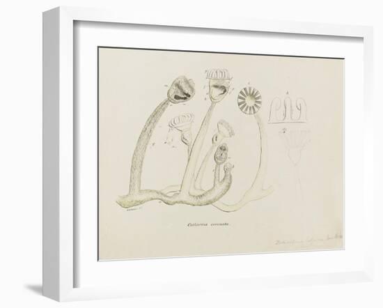 Pedicellina Belgica-Philip Henry Gosse-Framed Giclee Print