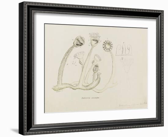 Pedicellina Belgica-Philip Henry Gosse-Framed Giclee Print