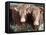 Pedigree South Devon Cattle, Devon, England, United Kingdom, Europe-David Lomax-Framed Premier Image Canvas