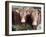 Pedigree South Devon Cattle, Devon, England, United Kingdom, Europe-David Lomax-Framed Photographic Print