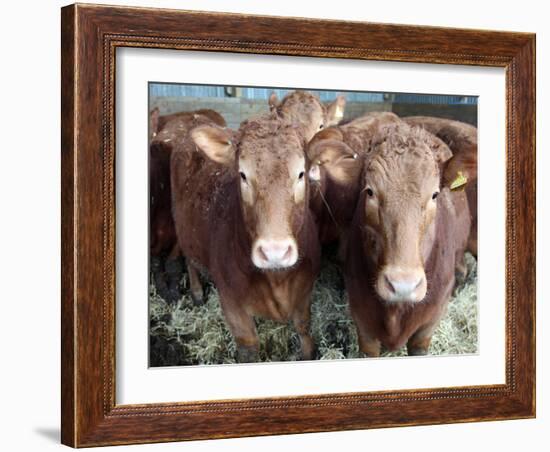 Pedigree South Devon Cattle, Devon, England, United Kingdom, Europe-David Lomax-Framed Photographic Print