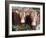 Pedigree South Devon Cattle, Devon, England, United Kingdom, Europe-David Lomax-Framed Photographic Print