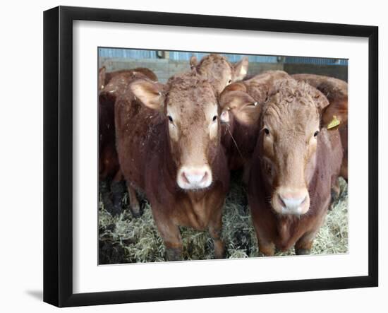 Pedigree South Devon Cattle, Devon, England, United Kingdom, Europe-David Lomax-Framed Photographic Print