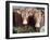 Pedigree South Devon Cattle, Devon, England, United Kingdom, Europe-David Lomax-Framed Photographic Print