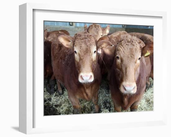 Pedigree South Devon Cattle, Devon, England, United Kingdom, Europe-David Lomax-Framed Photographic Print