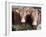 Pedigree South Devon Cattle, Devon, England, United Kingdom, Europe-David Lomax-Framed Photographic Print