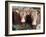 Pedigree South Devon Cattle, Devon, England, United Kingdom, Europe-David Lomax-Framed Photographic Print