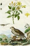 Jasmine and Short-Toed Eagle, 18th or 19th Century-Pedretti-Framed Giclee Print