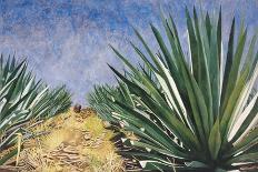Agaves with Blue Sky, 2004-Pedro Diego Alvarado-Framed Giclee Print