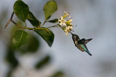 Bee hummingbird feeding, Guanahacabibes Peninsula, Cuba-Pedro Narra-Photographic Print