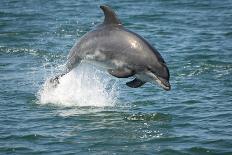 Bottlenose Dolphin (Tursiops Truncatus) Porpoising, Sado Estuary, Portugal-Pedro Narra-Framed Photographic Print