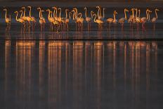 Black erget displaying, Guinea Bissau, Africa-Pedro Narra-Photographic Print