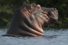 Hippopotamus (Hippopotamus Amphibius) with Head Raised Above Water Surface-Pedro Narra-Photographic Print