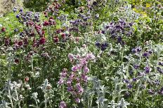 Salvia and Other Blue and Purple Flowers in Raised Bed in Garden, London-Pedro Silmon-Photo