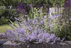 Salvia and Other Blue and Purple Flowers in Raised Bed in Garden, London-Pedro Silmon-Photo