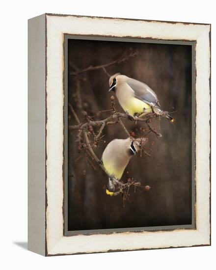 Peek a Boo Cedar Waxwings-Jai Johnson-Framed Premier Image Canvas