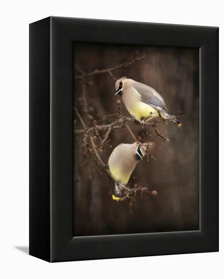 Peek a Boo Cedar Waxwings-Jai Johnson-Framed Premier Image Canvas