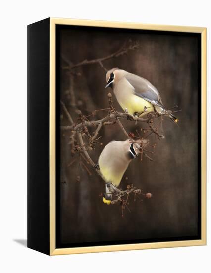 Peek a Boo Cedar Waxwings-Jai Johnson-Framed Premier Image Canvas