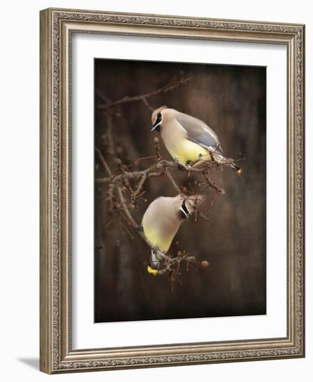 Peek a Boo Cedar Waxwings-Jai Johnson-Framed Giclee Print