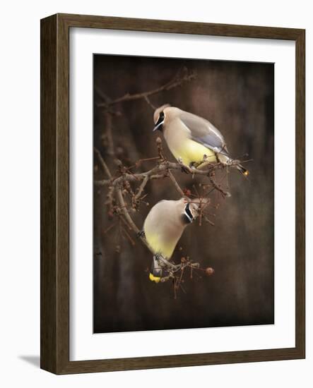 Peek a Boo Cedar Waxwings-Jai Johnson-Framed Giclee Print