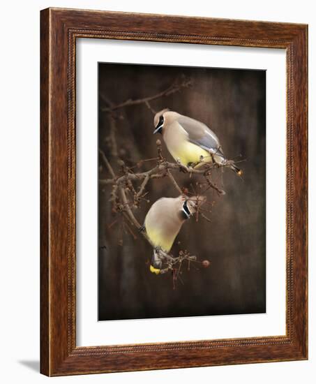 Peek a Boo Cedar Waxwings-Jai Johnson-Framed Giclee Print