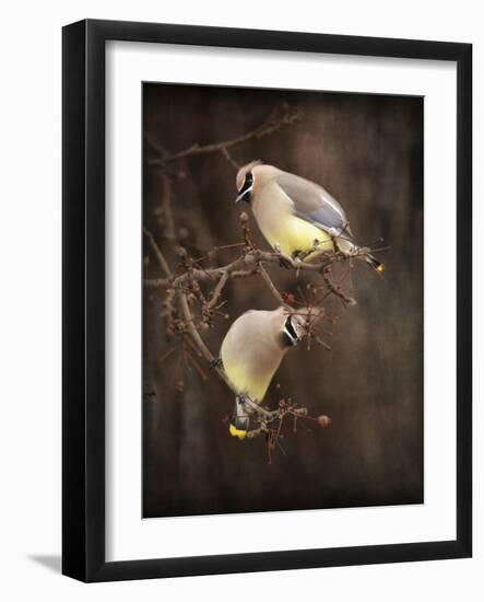 Peek a Boo Cedar Waxwings-Jai Johnson-Framed Giclee Print