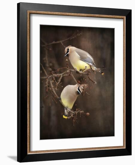 Peek a Boo Cedar Waxwings-Jai Johnson-Framed Giclee Print