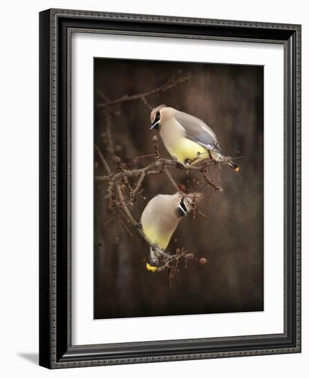 Peek a Boo Cedar Waxwings-Jai Johnson-Framed Giclee Print