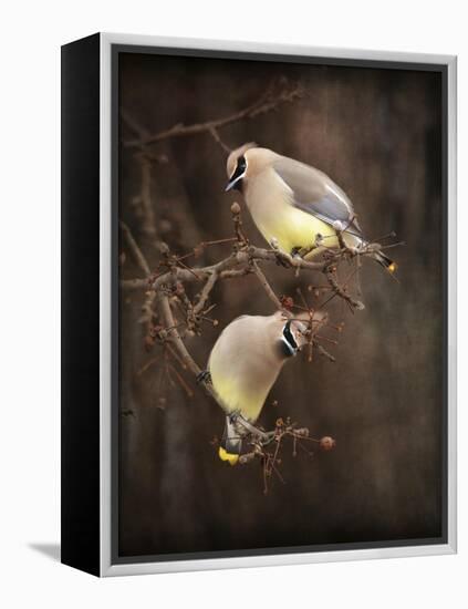 Peek a Boo Cedar Waxwings-Jai Johnson-Framed Premier Image Canvas