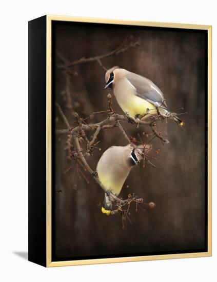 Peek a Boo Cedar Waxwings-Jai Johnson-Framed Premier Image Canvas