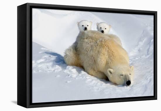 Peek-A-Boo Cubs-Howard Ruby-Framed Premier Image Canvas