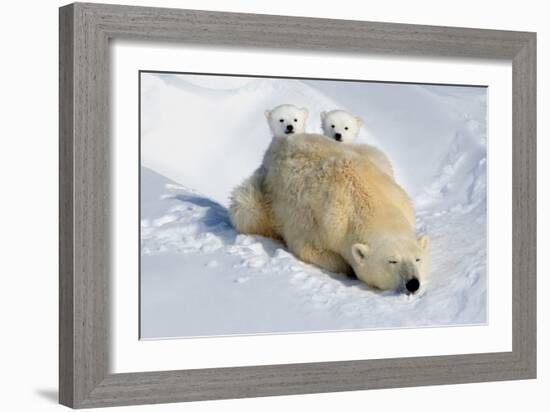 Peek-A-Boo Cubs-Howard Ruby-Framed Photographic Print