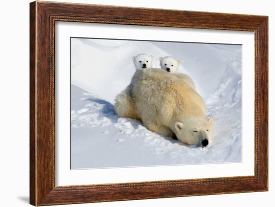 Peek-A-Boo Cubs-Howard Ruby-Framed Photographic Print