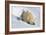 Peek-A-Boo Cubs-Howard Ruby-Framed Photographic Print