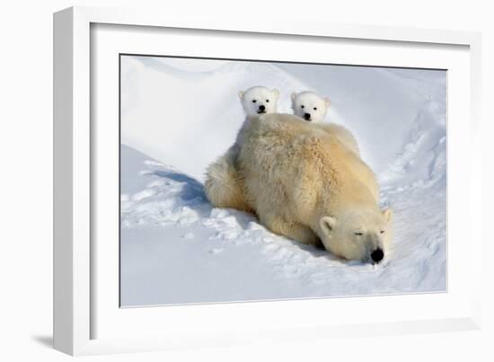 Peek-A-Boo Cubs-Howard Ruby-Framed Photographic Print