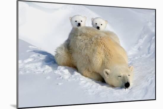 Peek-A-Boo Cubs-Howard Ruby-Mounted Photographic Print