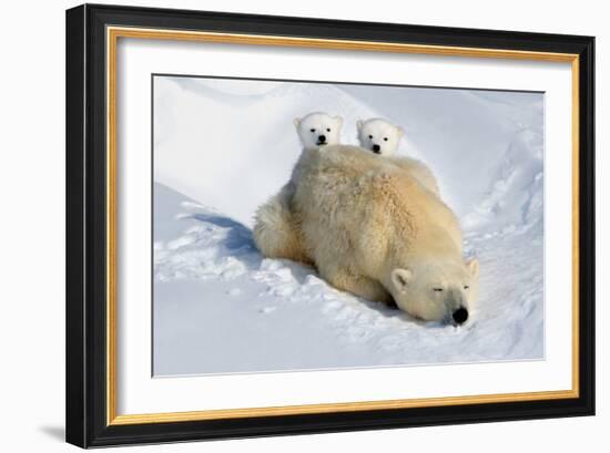 Peek-A-Boo Cubs-Howard Ruby-Framed Photographic Print