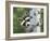 Peek-A-Boo Raccoon-William Vanderdasson-Framed Giclee Print