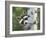 Peek-A-Boo Raccoon-William Vanderdasson-Framed Giclee Print