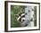 Peek-A-Boo Raccoon-William Vanderdasson-Framed Giclee Print