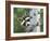 Peek-A-Boo Raccoon-William Vanderdasson-Framed Giclee Print