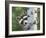 Peek-A-Boo Raccoon-William Vanderdasson-Framed Giclee Print