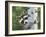 Peek-A-Boo Raccoon-William Vanderdasson-Framed Giclee Print